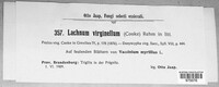 Lachnella virginella image